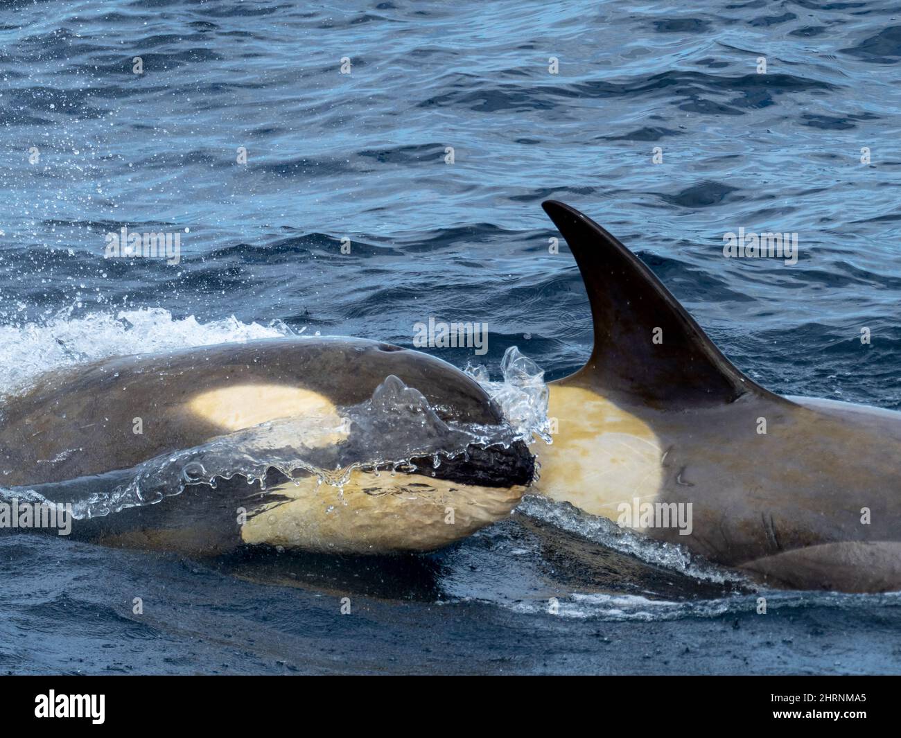 Type B2 killer whale, Orcinus orca in the Weddell Sea, Antarctica Stock Photo