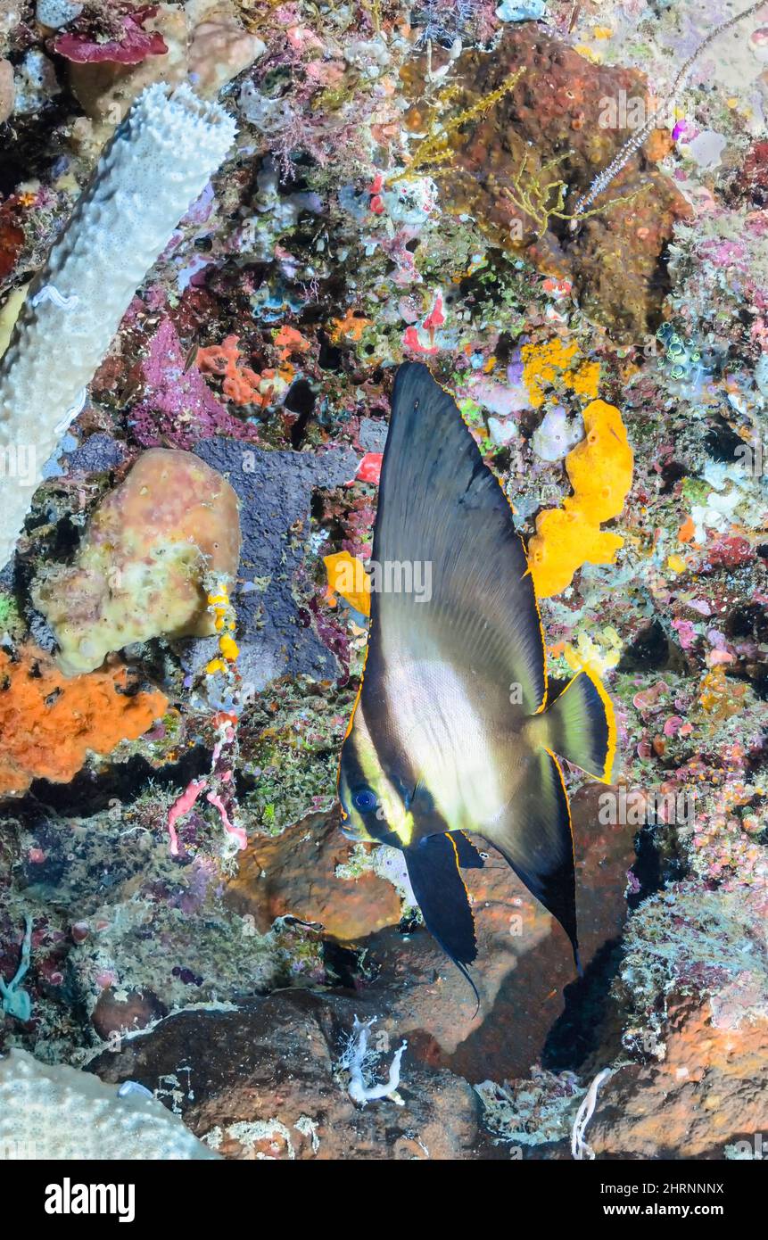 Intermediate phase Pinnate Batfish, Platax pinnatus, Menjangan Island, Bali Barat Marine Park, Bali, Indonesia, Pacific Stock Photo