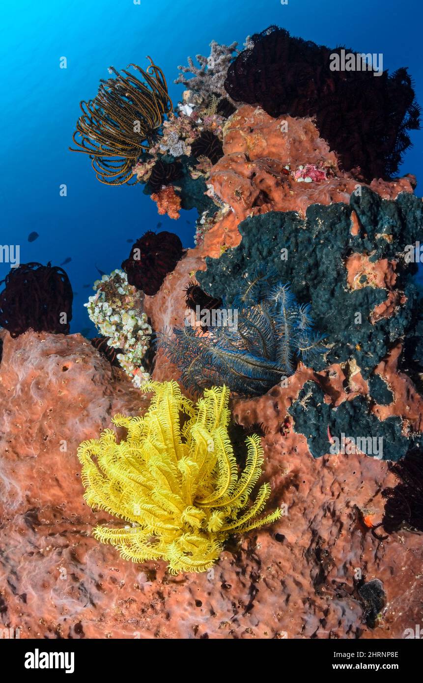 Sponge encrusted reef with Bennett's feather stars, Anneissia bennetti and Crevice feather star, Comanthus parvicirrus , Menjangan Island, Bali Barat Stock Photo