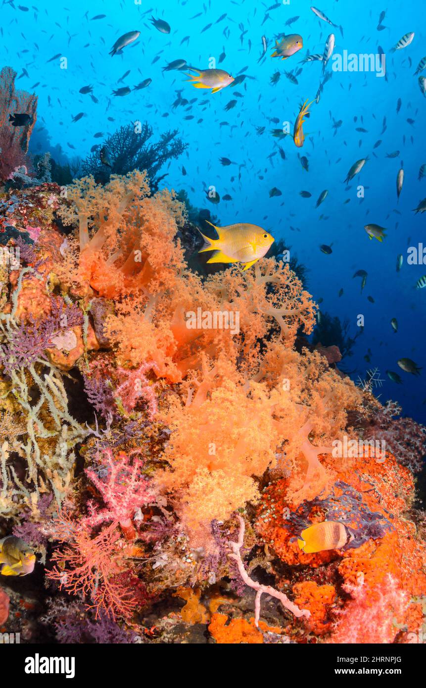 Tree corals, Scleronephthya gracillimum, with Golden damsels, Amblyglyphiodon aureus, Indian sergeants, Abudefduf vaigiensis,  and Blacklip Butterflyf Stock Photo
