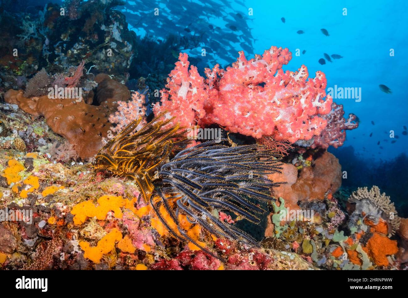 Klunzingers Soft Coral, Dendronephthya klunzingeri, and Bennett's Feather Stars, Anneissia bennetti, Menjangan Island, Bali Barat Marine Park, Bali, I Stock Photo
