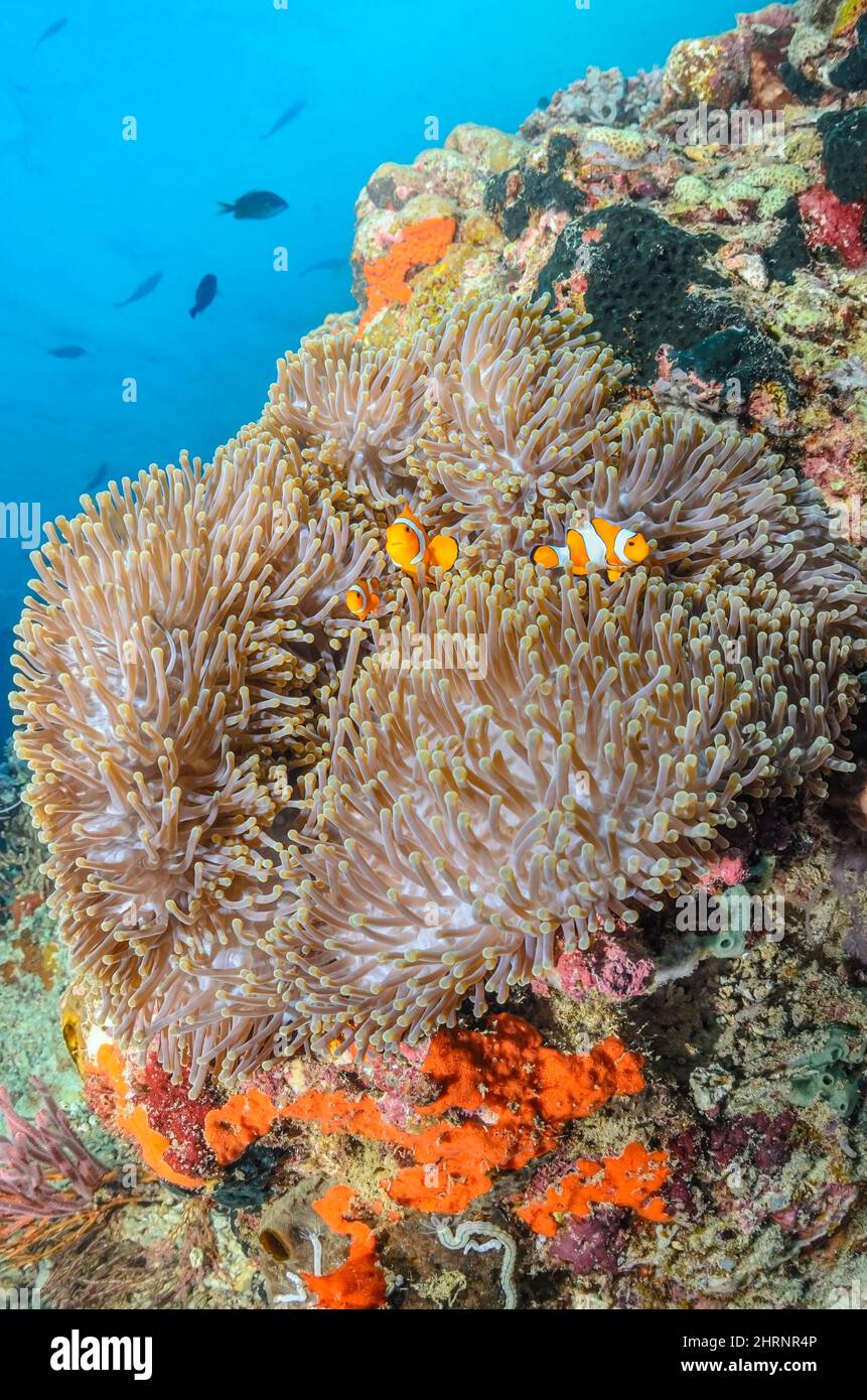 False clown anemonefish, Amphiprion ocellaris, on its host anemone, Bulb Tentacle Anemone, Entacmaea quadricolor, Menjangan Island, Bali Barat Marine Stock Photo