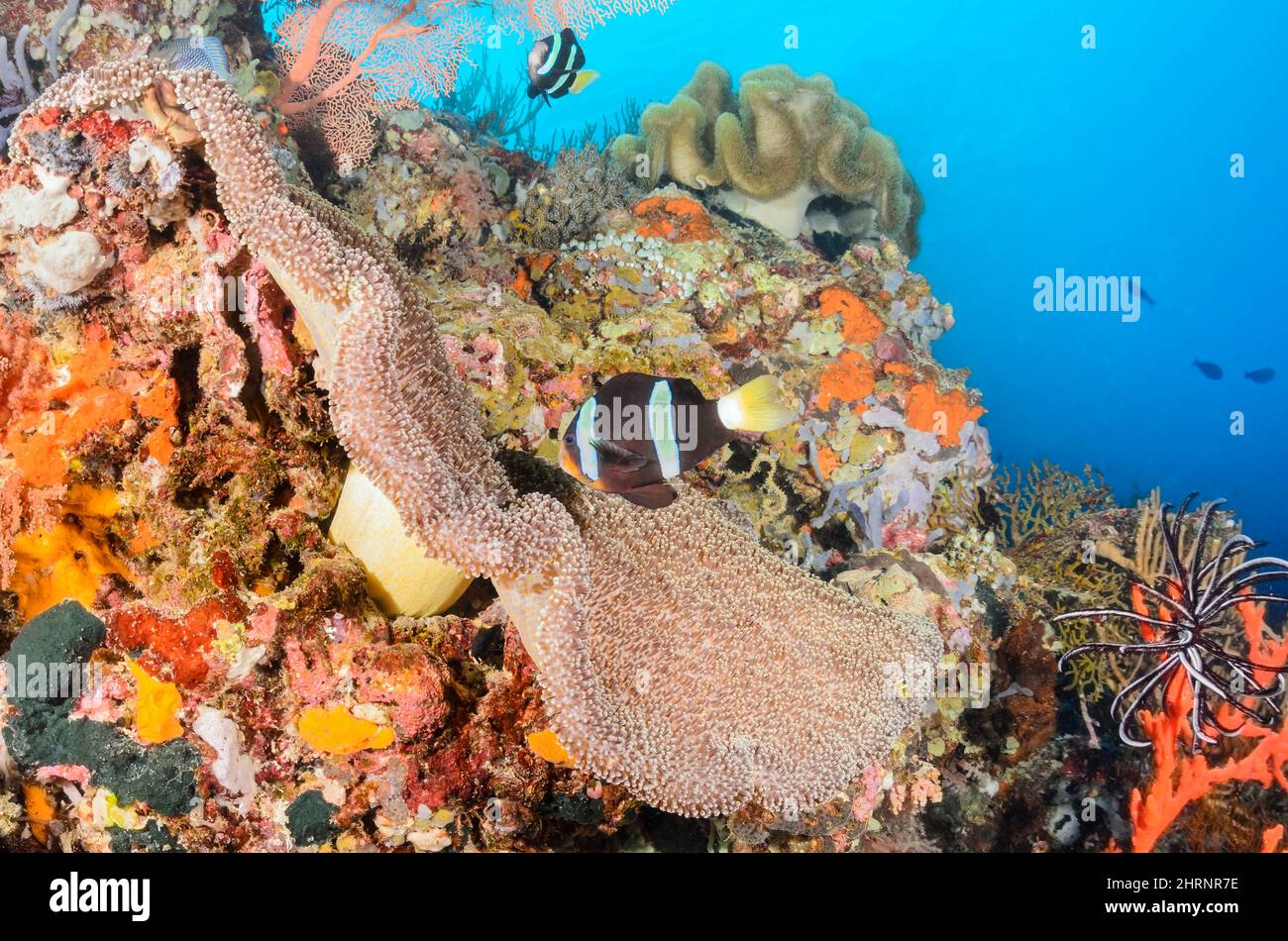 Clark's Anemonefish, Amphiprion clarkii, Menjangan Island, Bali Barat Marine Park, Bali, Indonesia, Pacific Stock Photo