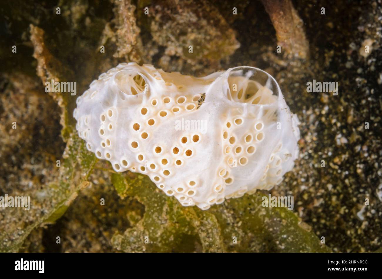Ascidian, Aplidium breviventer, Gilimanuk Bay, Bali, Indonesia, Pacific Stock Photo