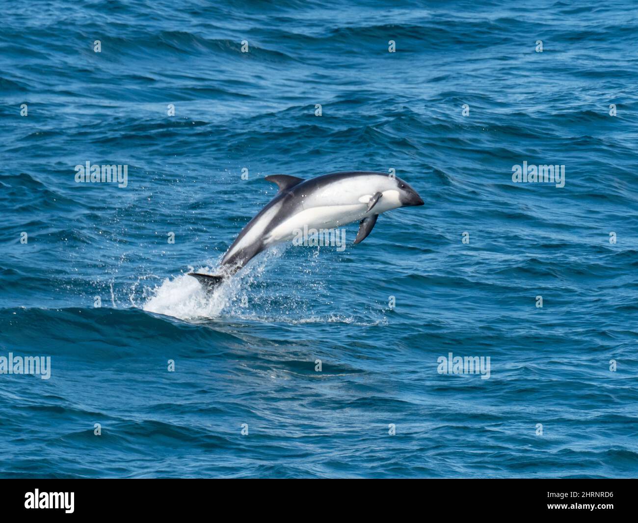 Peale's dolphin, Lagenorhynchus australis, leaping in the waters off South America Stock Photo