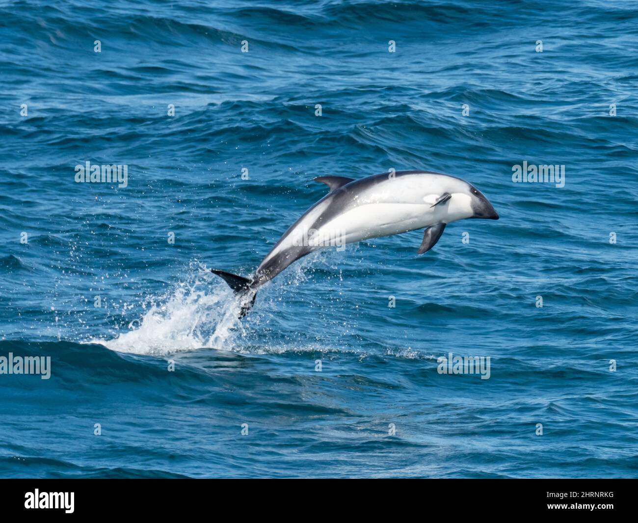 Peale's dolphin, Lagenorhynchus australis, leaping in the waters off South America Stock Photo