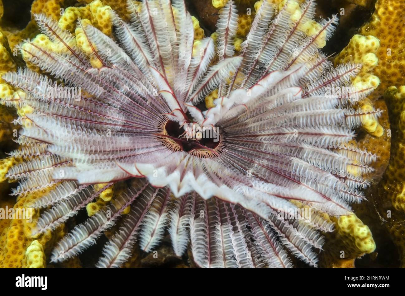 Feather duster worm, Sabellastarte sp. , Gilimanuk Bay, Bali, Indonesia, Pacific Stock Photo