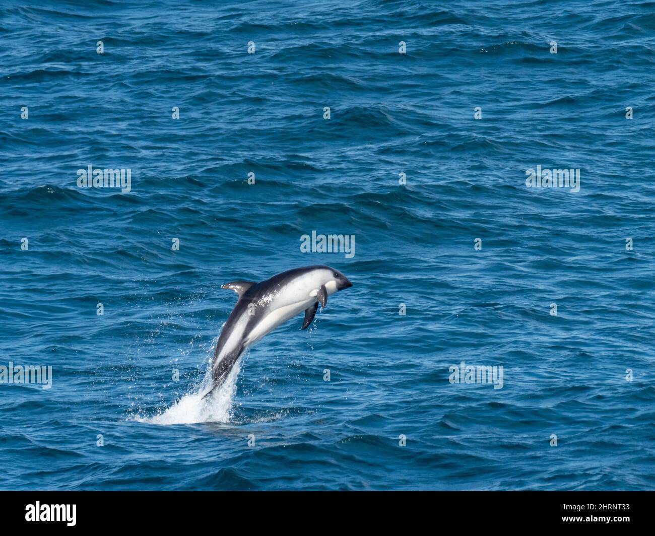 Peale's dolphin, Lagenorhynchus australis, leaping in the waters off South America Stock Photo