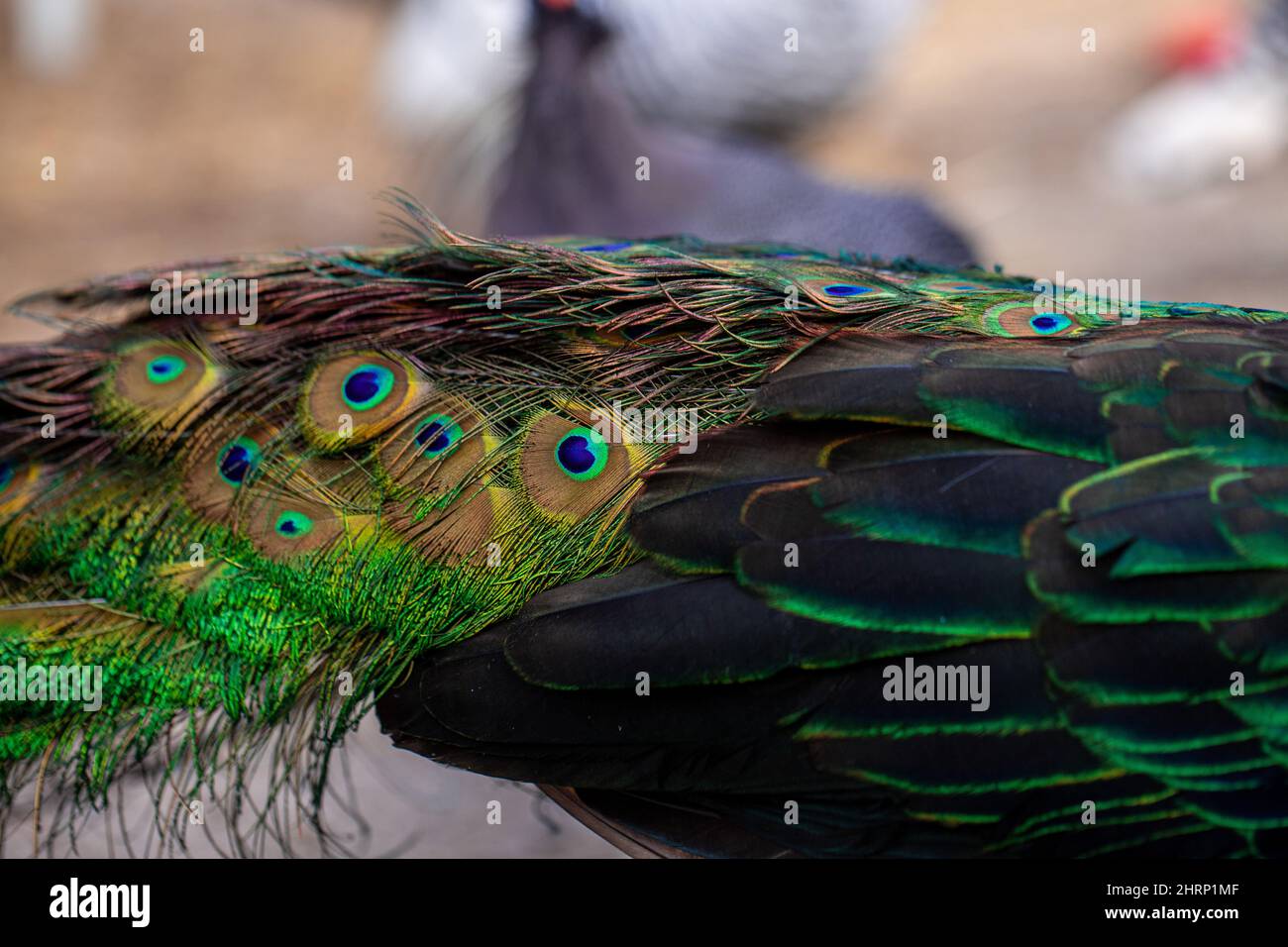 Closeup of an Indian peafowl's tail in the farm Stock Photo