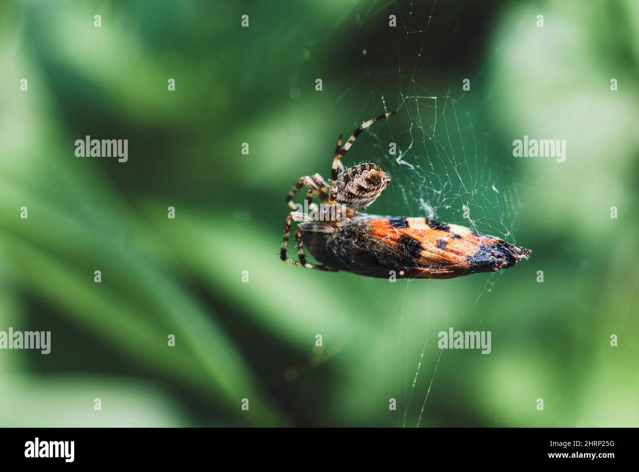 Spider eating butterfly trapped in spiderweb Stock Photo Alamy