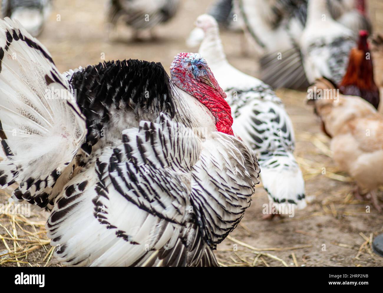 White and black turkey hi-res stock photography and images - Alamy