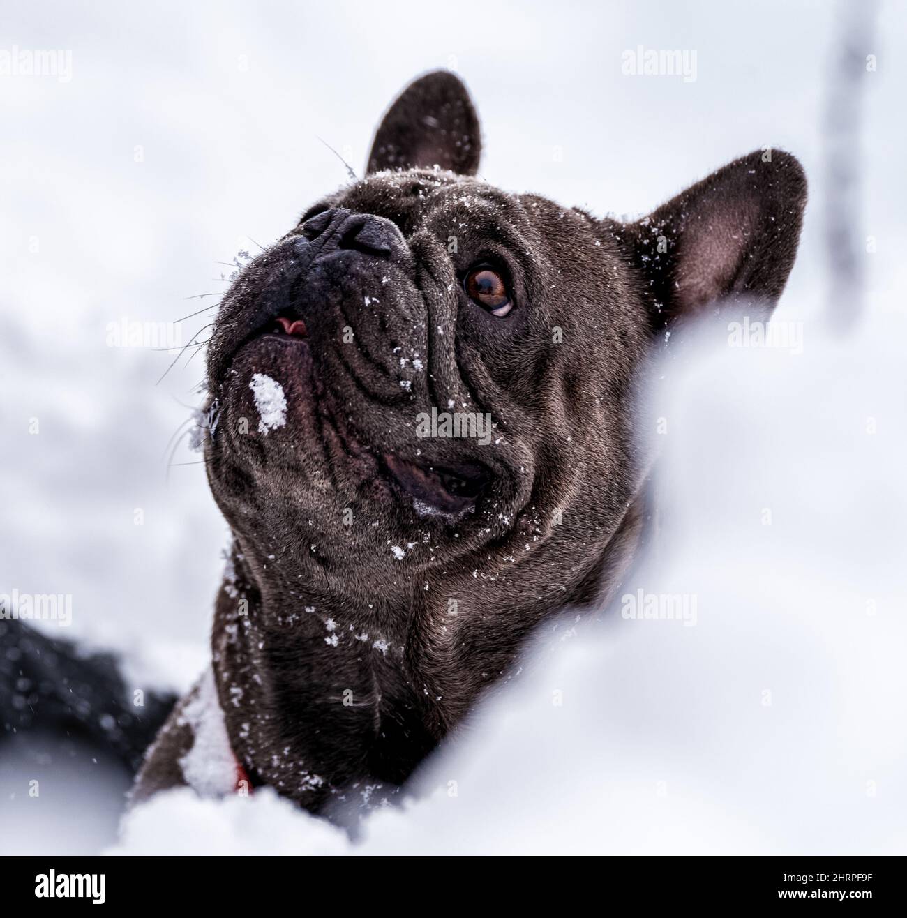 French Bulldog, Blue French Bulldog in snow Stock Photo Alamy