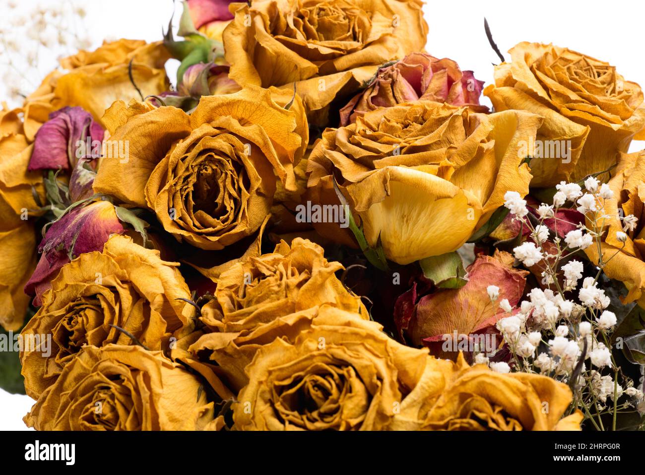 Dry yellow roses isolated on a white background Stock Photo - Alamy