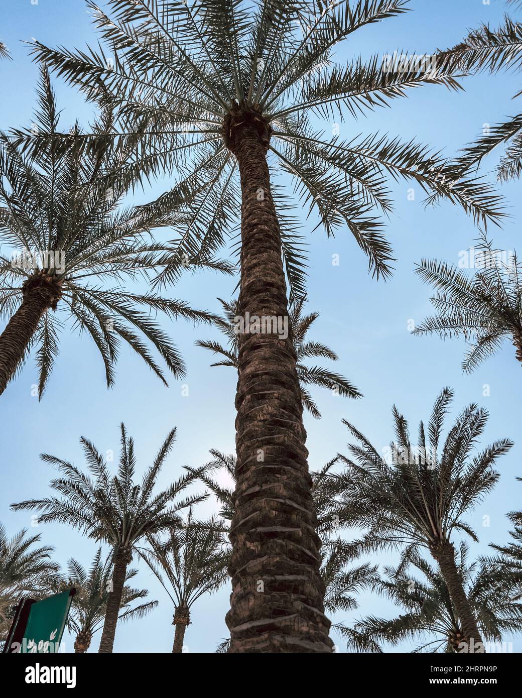 Palm trees in Dubai in summer Stock Photo Alamy