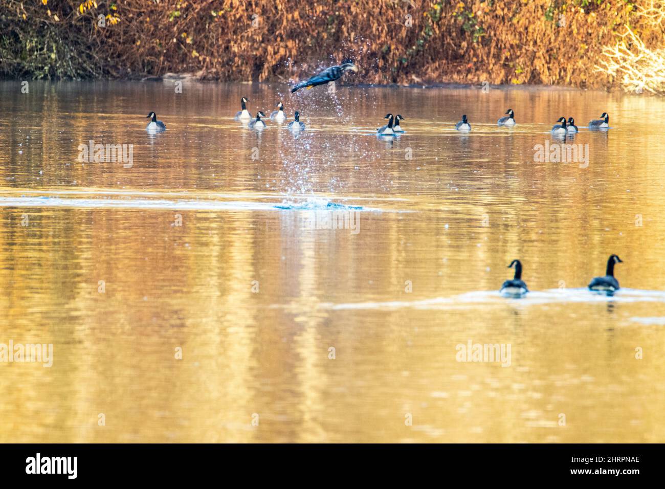 Flock of Branta canadensis or Canada geese in the lake Stock Photo