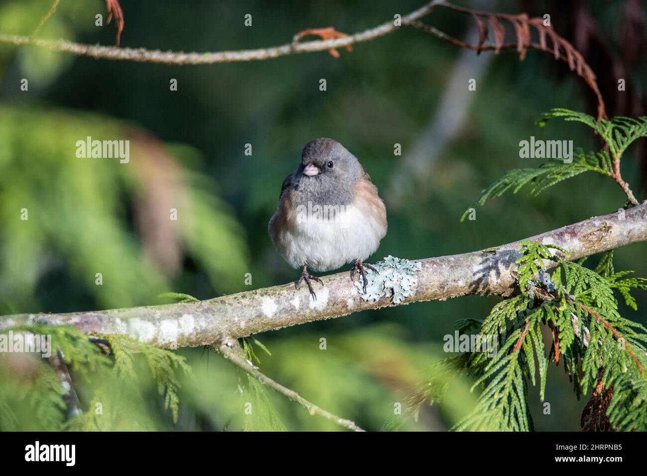 Little junco bird in its natural habitat Stock Photo Alamy