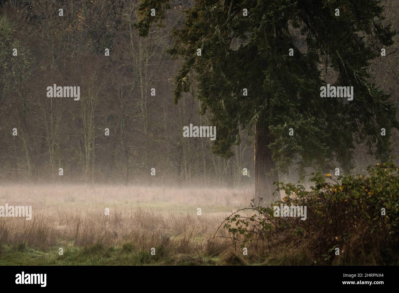 View of a scenic autumn forest covered with fog Stock Photo - Alamy