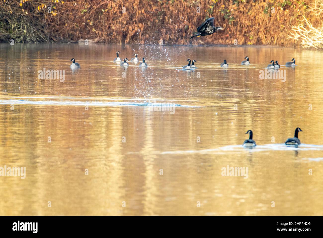 Scene of Canada geese resting in the pond in autumn Stock Photo - Alamy