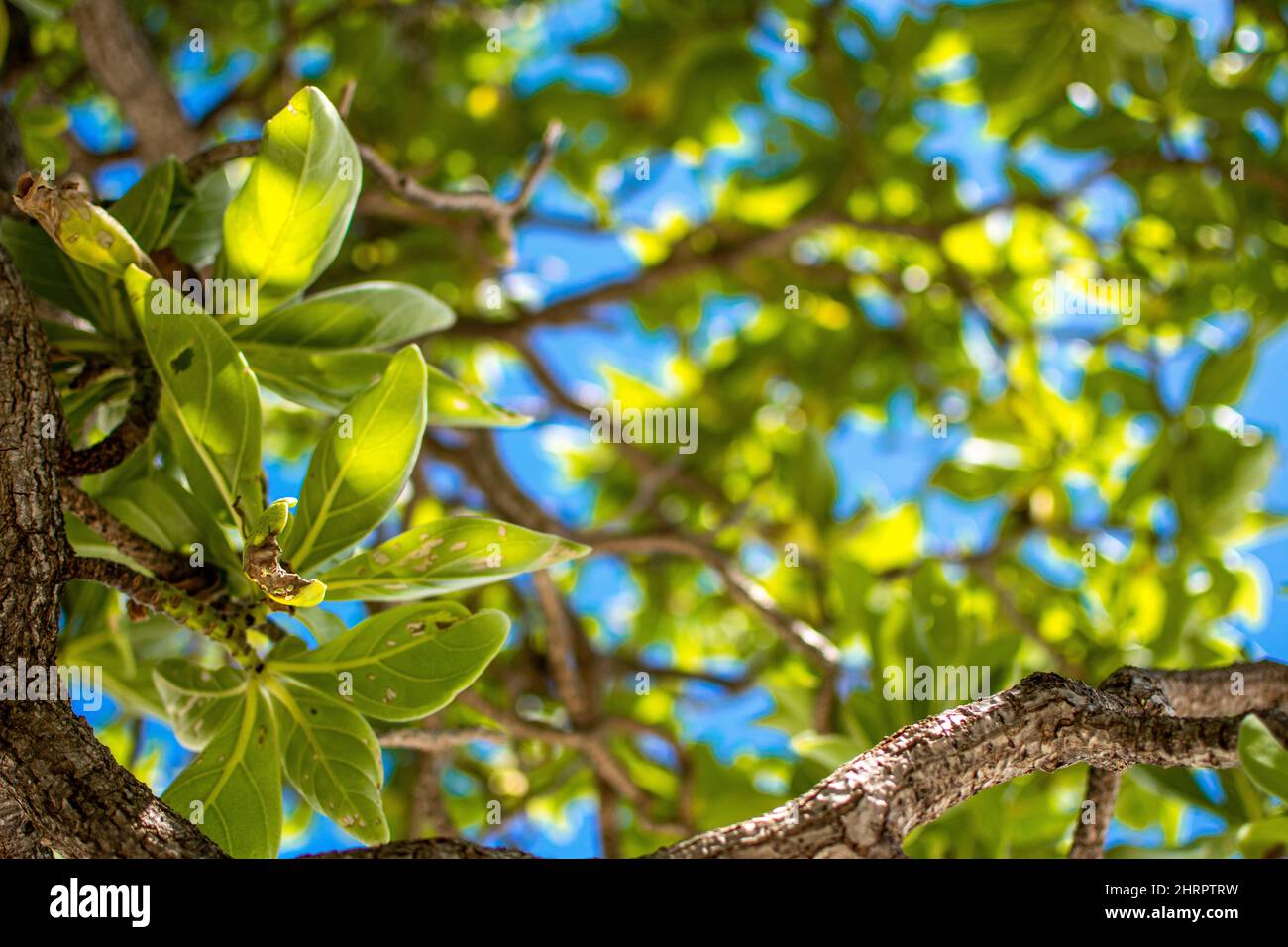 Closeup of tree branches with green leaves Stock Photo - Alamy