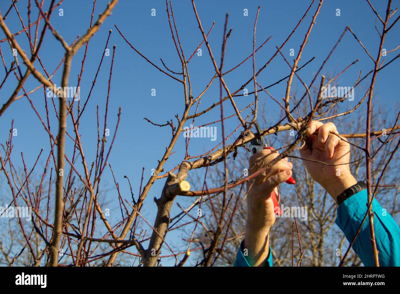 Closeup shot of a farmer's hands pruning branches of a peach tree with a lopper before spring Stock Photo
