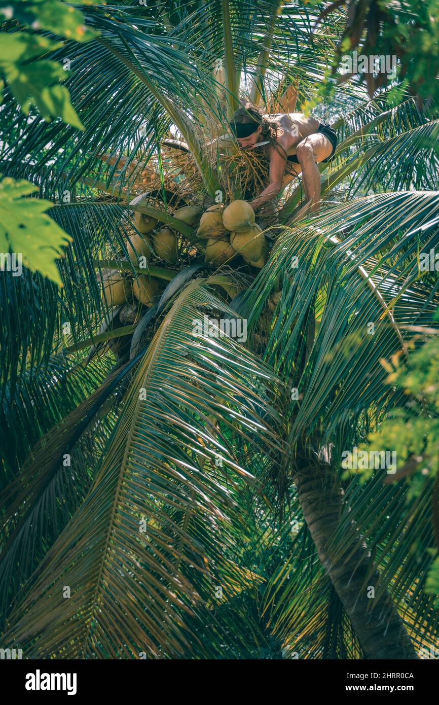 Vertical shot of a guy on a palm tree trying to reach the coconuts Stock Photo