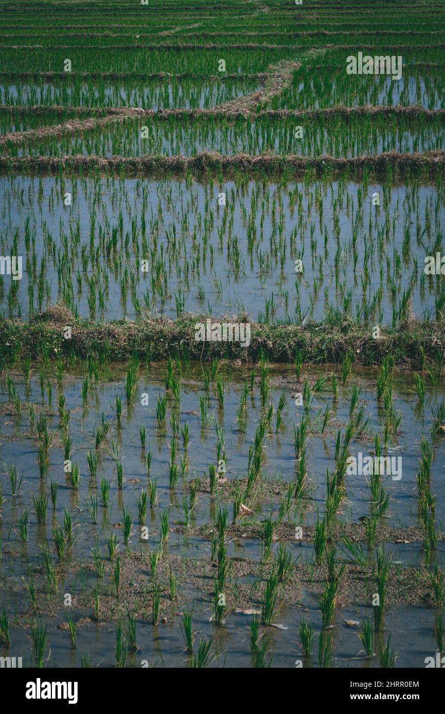 Vertical shot of rice plantation paddies in Vietnam Stock Photo - Alamy