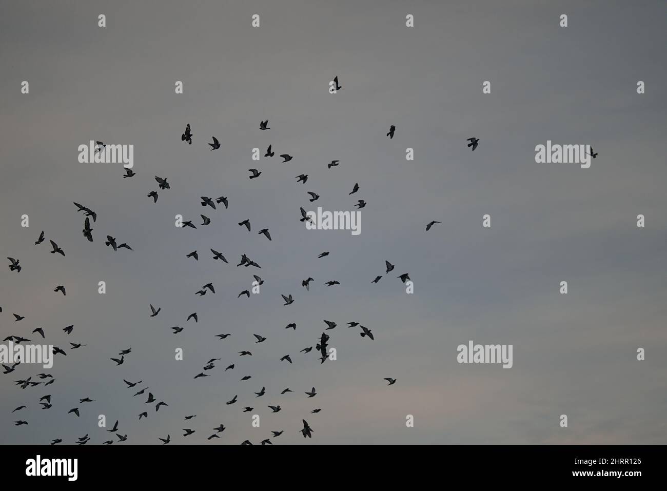 Flock of birds soaring in the gloomy sky Stock Photo - Alamy
