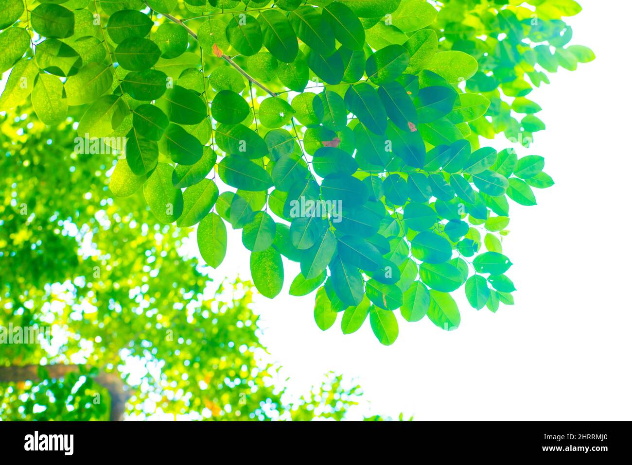Green tree flora leaf of Burma Padauk against sun light, Pterocarpus indicus tree leaf Stock Photo