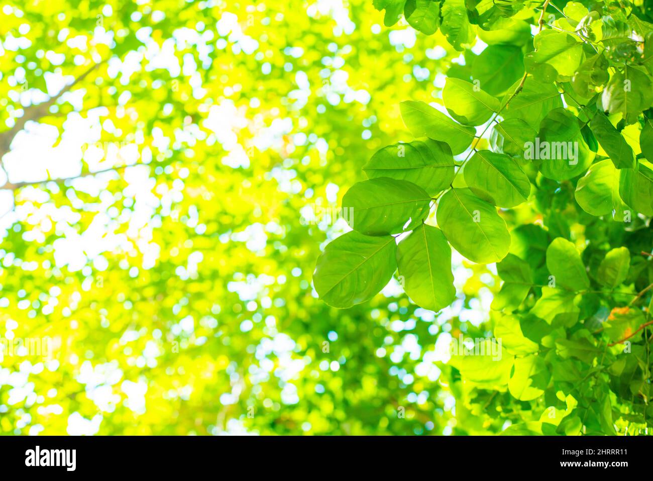 Green tree flora leaf of Burma Padauk against sun light, Pterocarpus indicus tree leaf Stock Photo