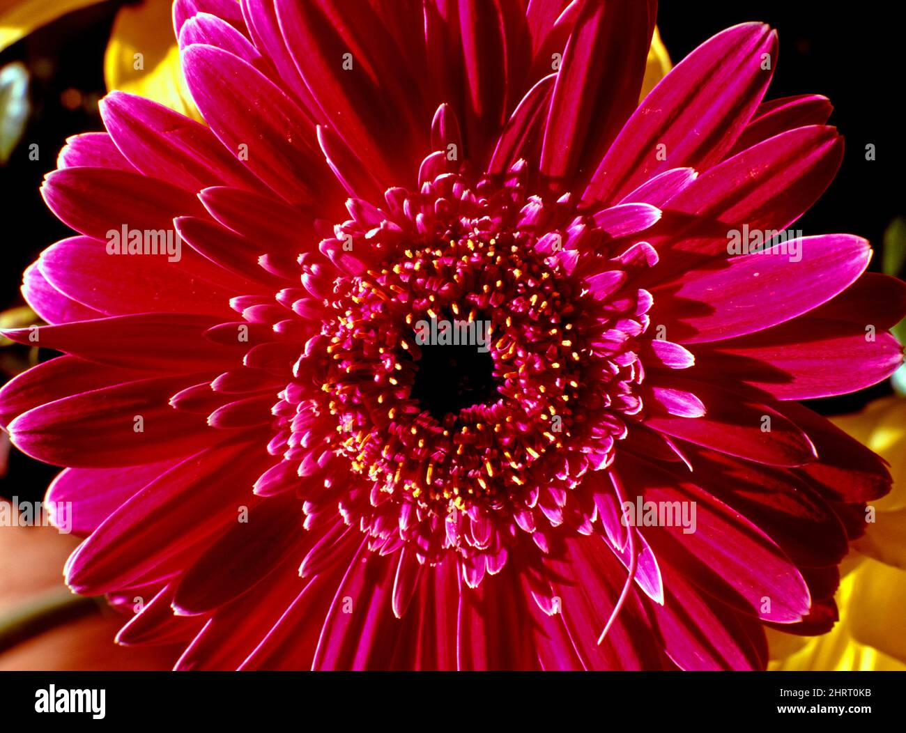 Chrysanthemum, Cultivated Flower, Asteraceae. Stock Photo