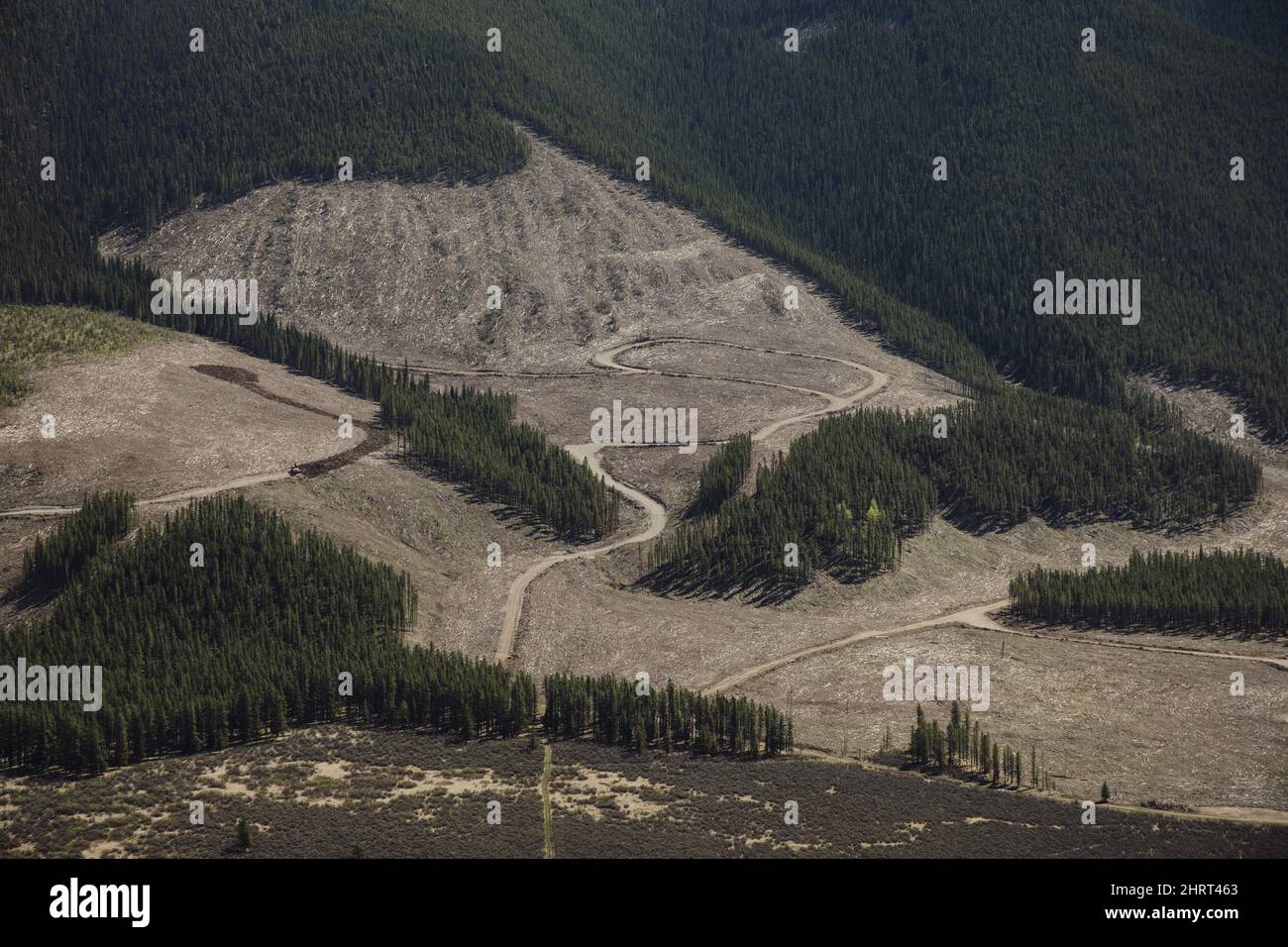 Logged areas in various stages of regrowth within the Valory Resources