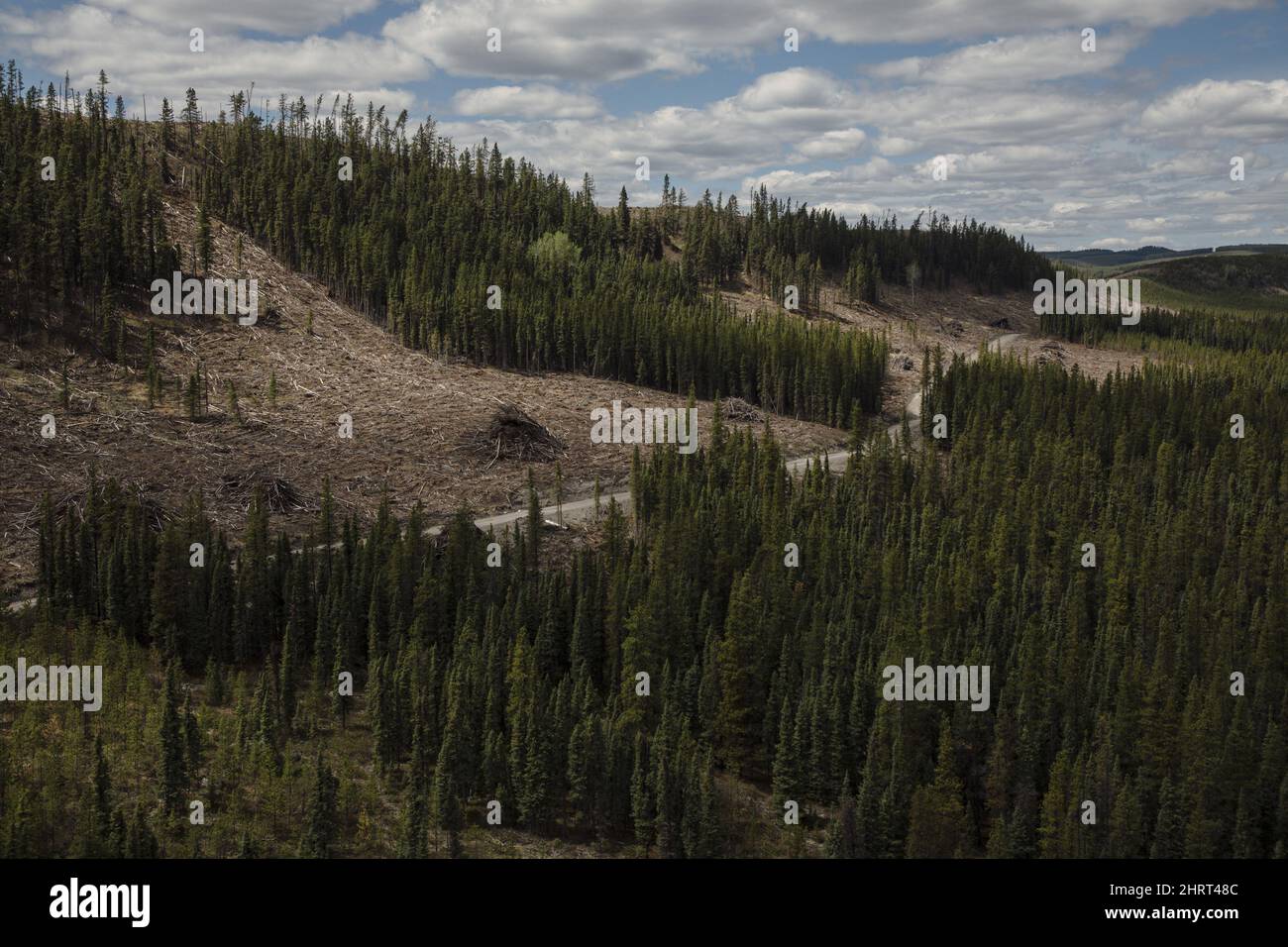 Logged areas in the Valory Resources Black Eagle Mining Corporation