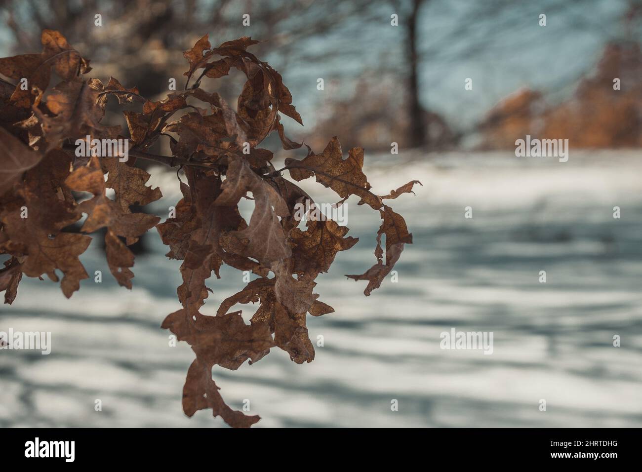 Oak branch dry leaves hi-res stock photography and images - Alamy