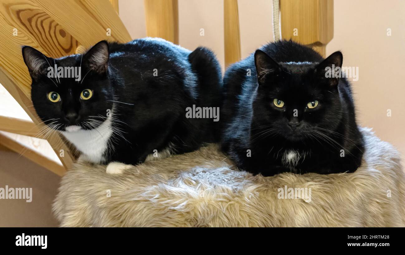 Black cats sitting on a chair Stock Photo - Alamy