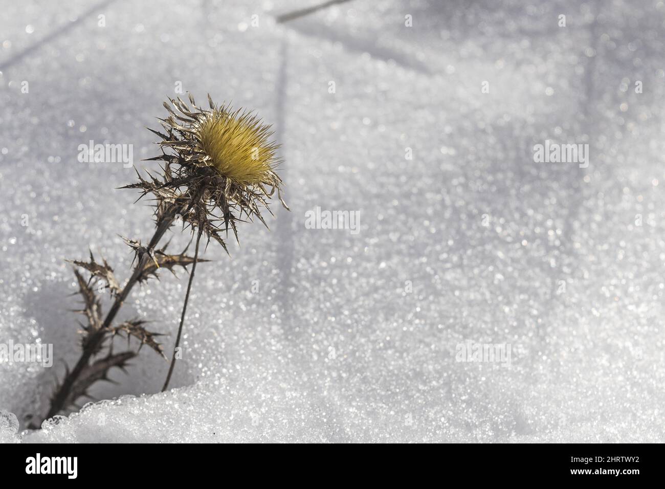 Closeup of a carline thistle in the snow Stock Photo