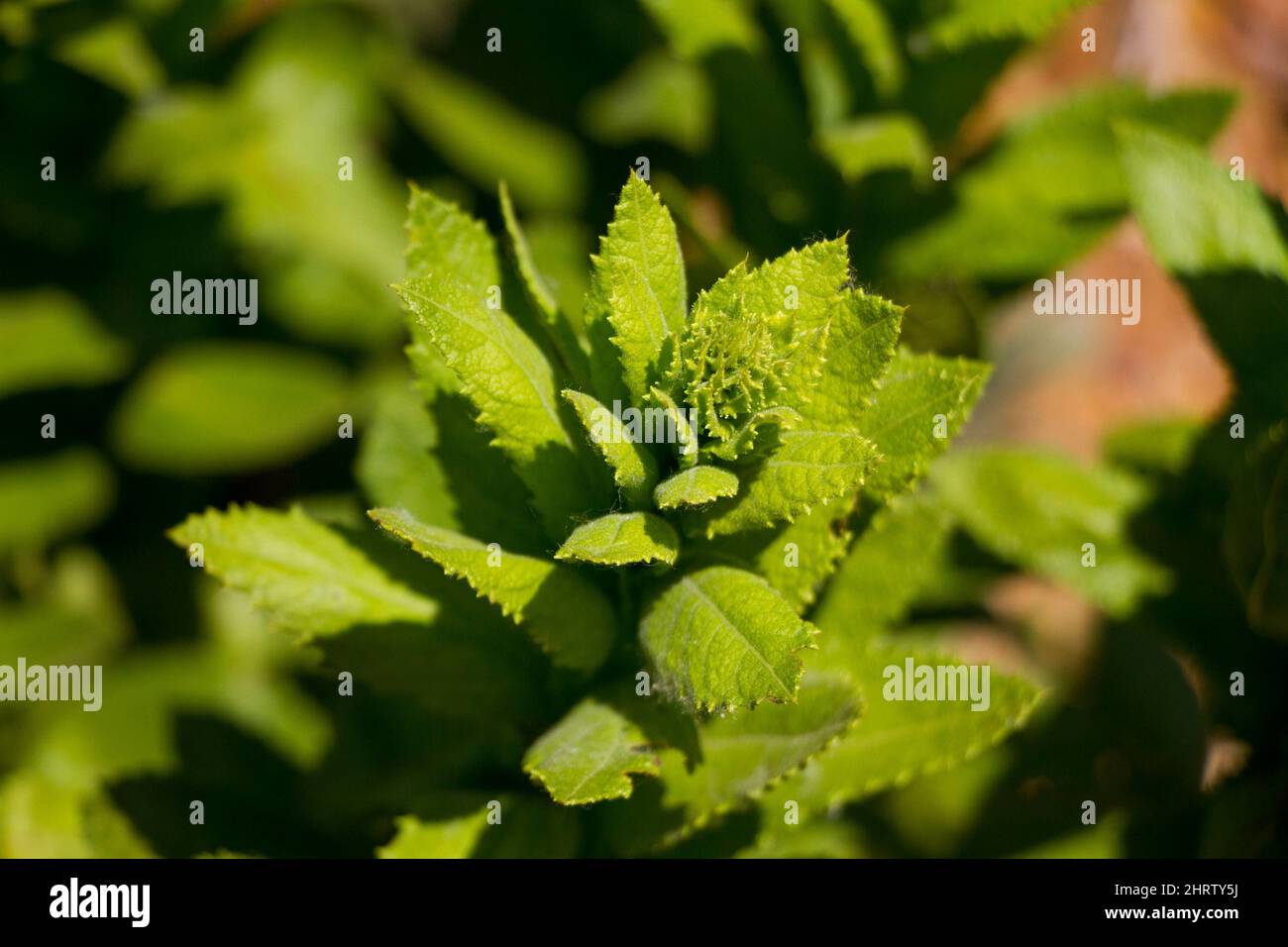 Closeup shot of a plant in El Palmar National Park, Entre Rios, Argentina Stock Photo