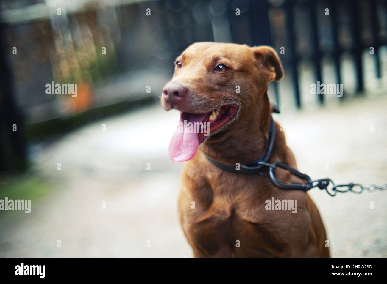 Shallow focus shot of an American Pit Bull Terrier dog tied with a chain Stock Photo