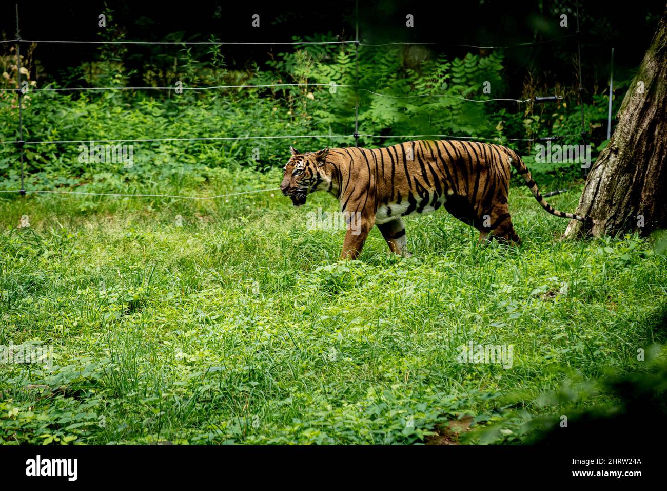 View of a Bengal tiger animal walking on green grass land in the forest Stock Photo