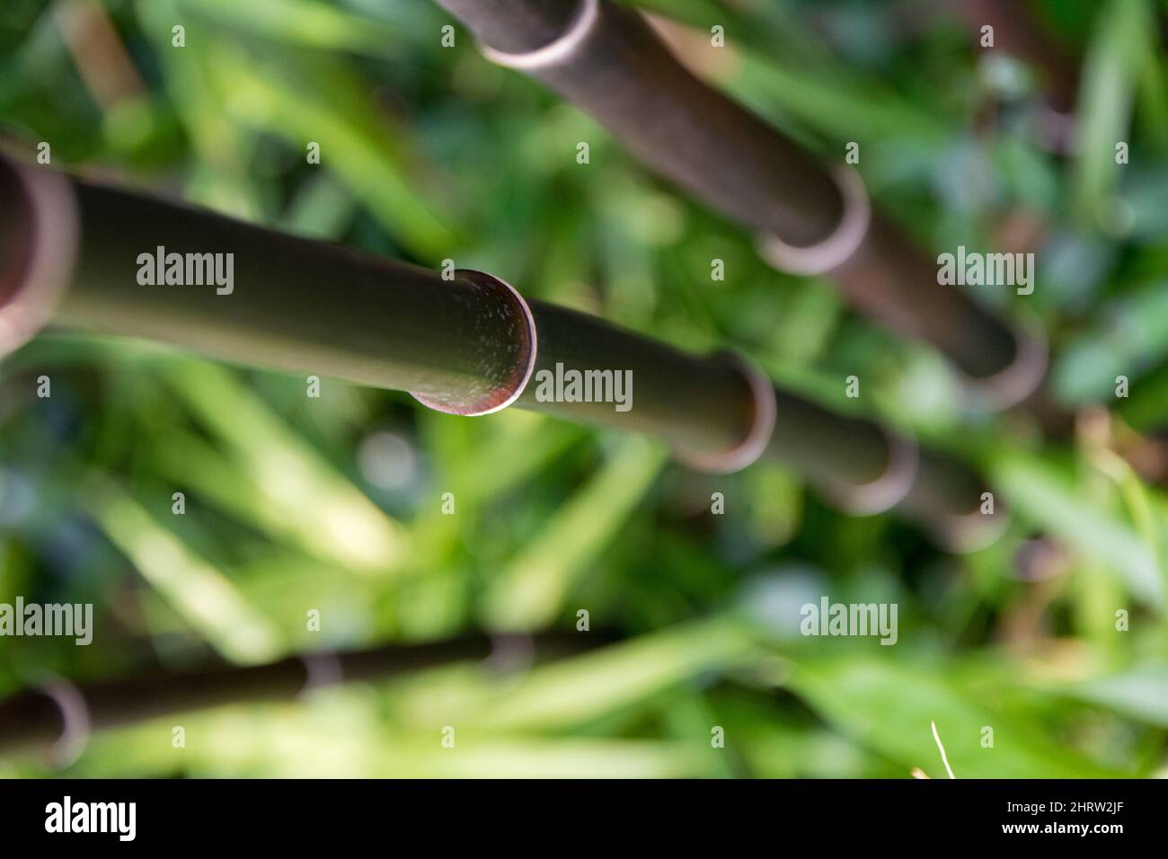 High angle shot of bamboo stalks Stock Photo