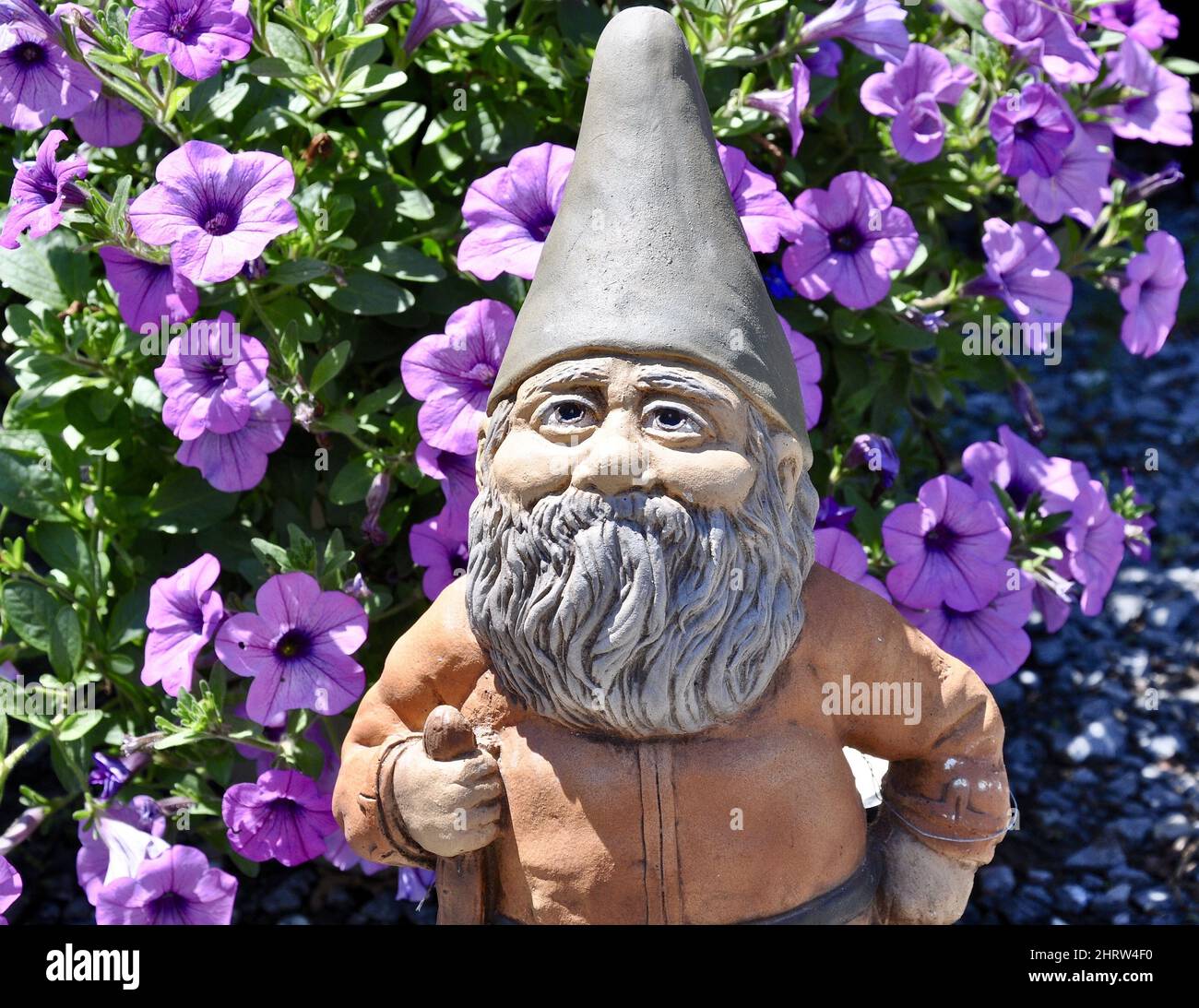 Garden gnome with purple petunias under sunlight Stock Photo Alamy