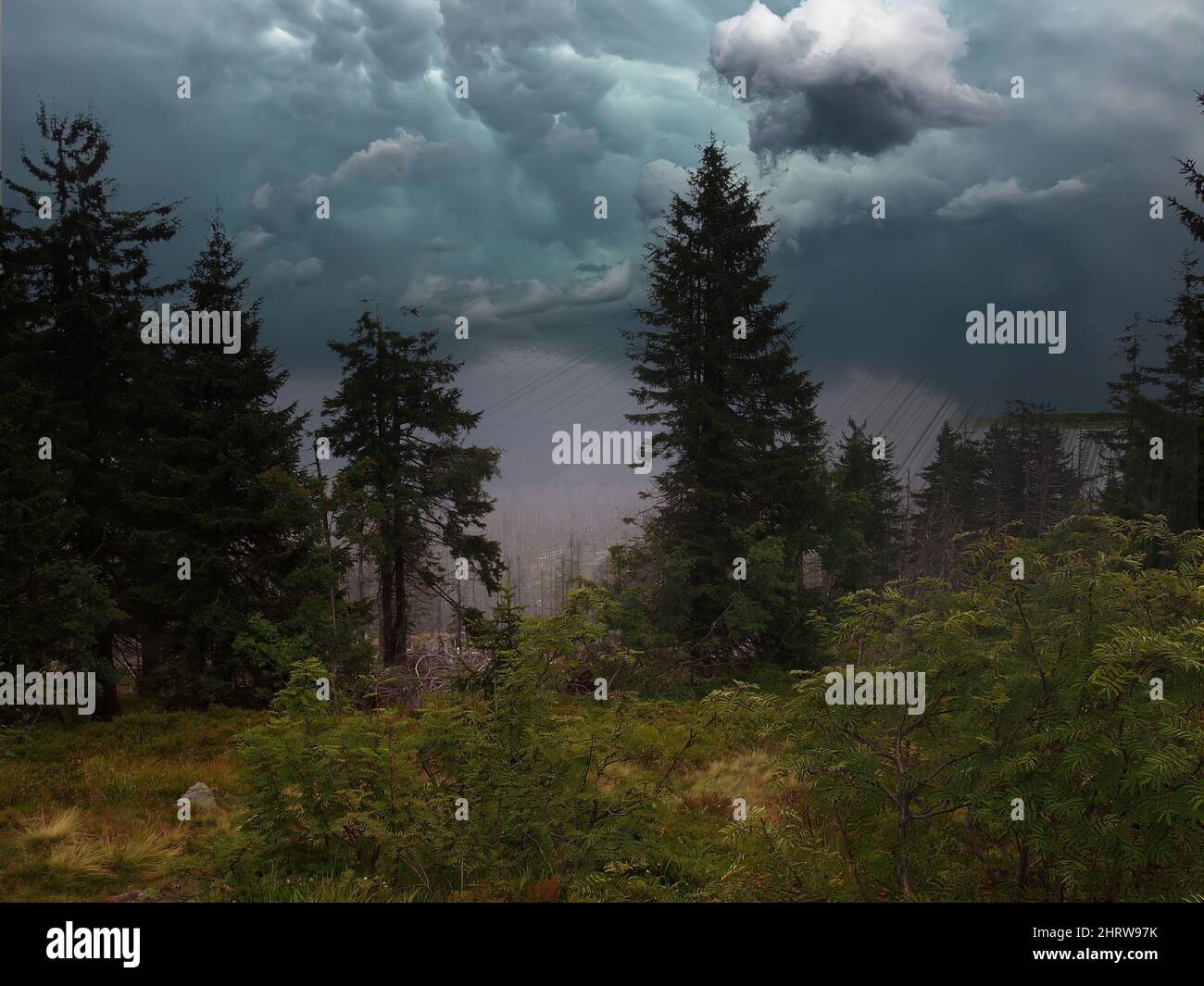 Green trees in the forest under a cloudy sky Stock Photo - Alamy