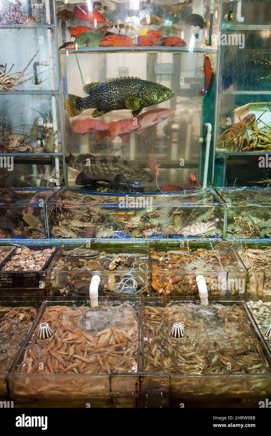 Live fish, including endangered grouper, and seafood on display for cook-to-order in tanks outside a restaurant at Sai Kung waterfront, Hong Kong Stock Photo