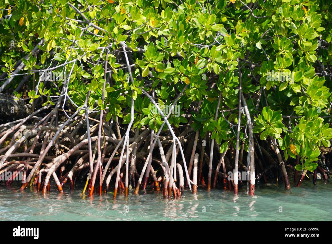 A mangrove tree with red roots by the bay near Big Pine Key, Florida, U.S.A Stock Photo