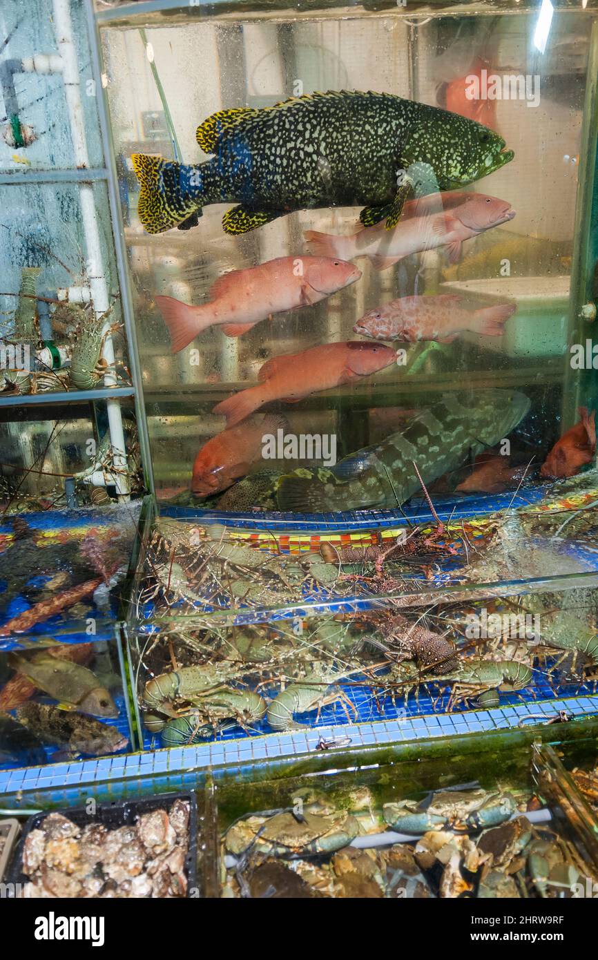 Live fish, including endangered grouper, and seafood on display for cook-to-order in tanks outside a restaurant at Sai Kung waterfront, Hong Kong Stock Photo