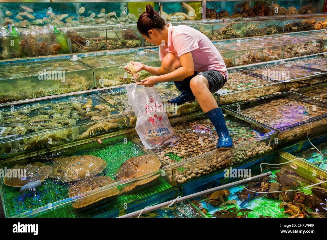 Live fish and seafood, including endangered horseshoe crabs, on display