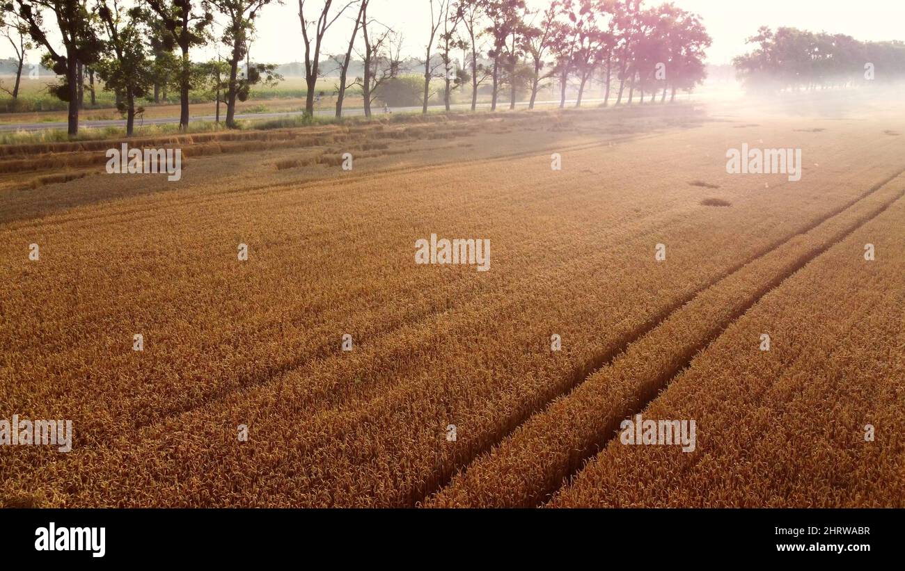 Flight over wheat on summer hi-res stock photography and images - Alamy