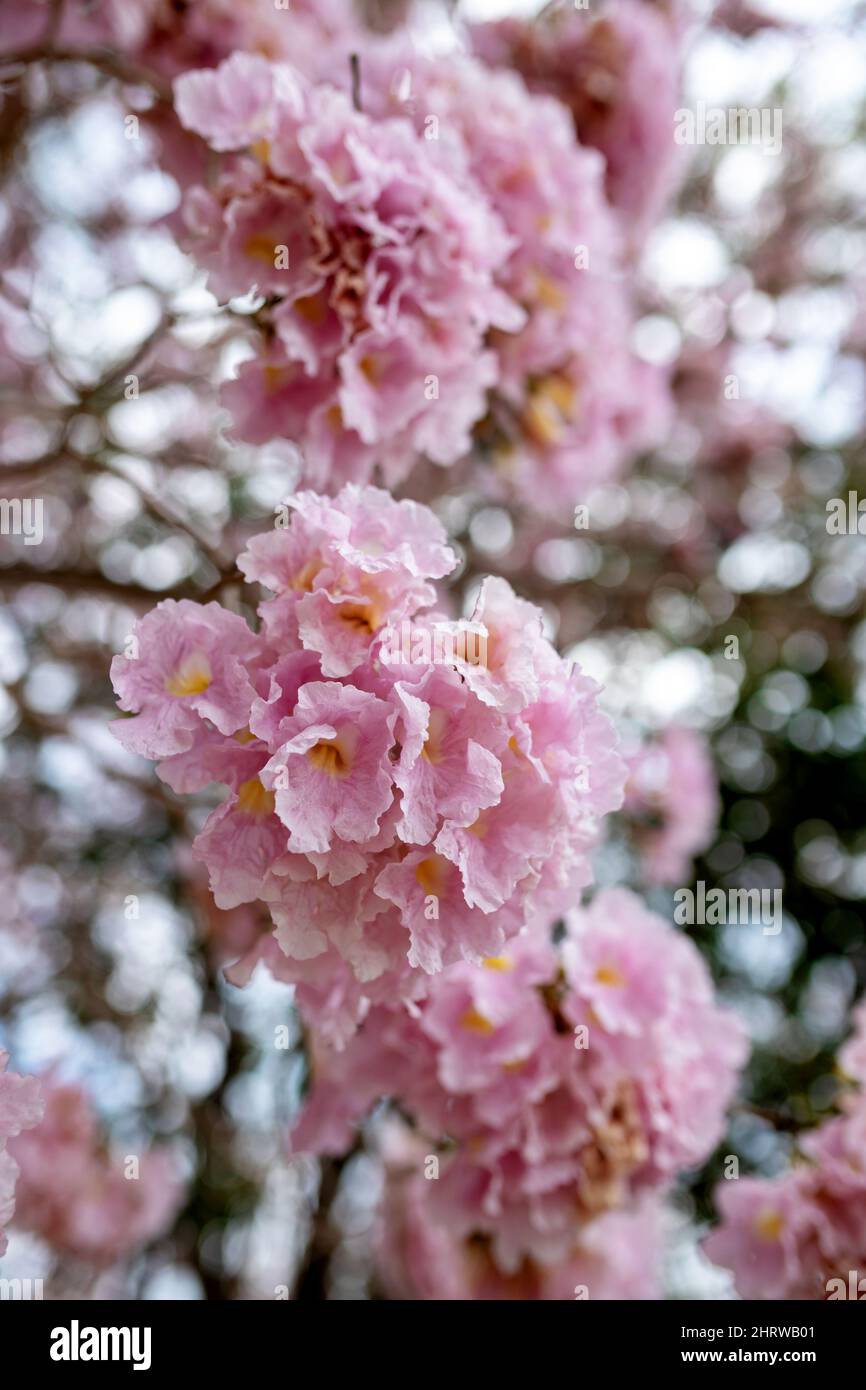 Close-up of Tabebuia rosea pink trumpet flower. Pink flower 'Chompoo Pantip' in Thai language blossom with the blur background. Pink trumpet tree a Stock Photo