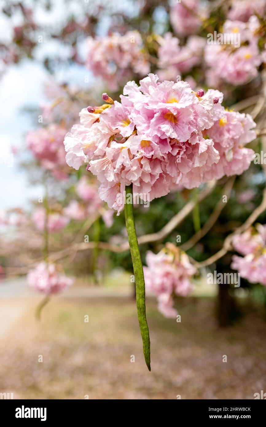 Close-up of pink Tabebuia rosea flower with pod. Pink flower 'Chompoo Panthip' in Thai, blooming with blurred background. Pink trumpet tree at Kasetsa Stock Photo