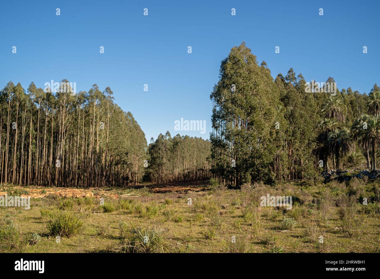 Mesmerizing view of high trees in the forest under blue sky Stock Photo ...