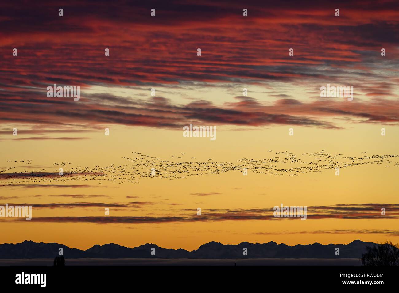 Flock of silhouetted migratory snow geese flying against a yellow sunset sky, cloudy winter sky lit in orange, pink, purple, and yellow tones, mountai Stock Photo
